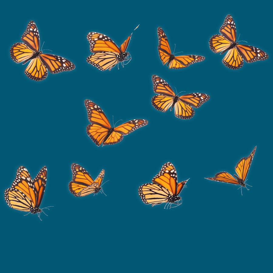 Mehrere orange Schmetterlinge, die nach rechts fliegend auf dunkelblauem Hintergrund neben dem Spruch 'Wenn Sie Ihre Projekte entfalten wollen, brauchen Sie CAPITAL Baustoffe' in weißer Schrift
