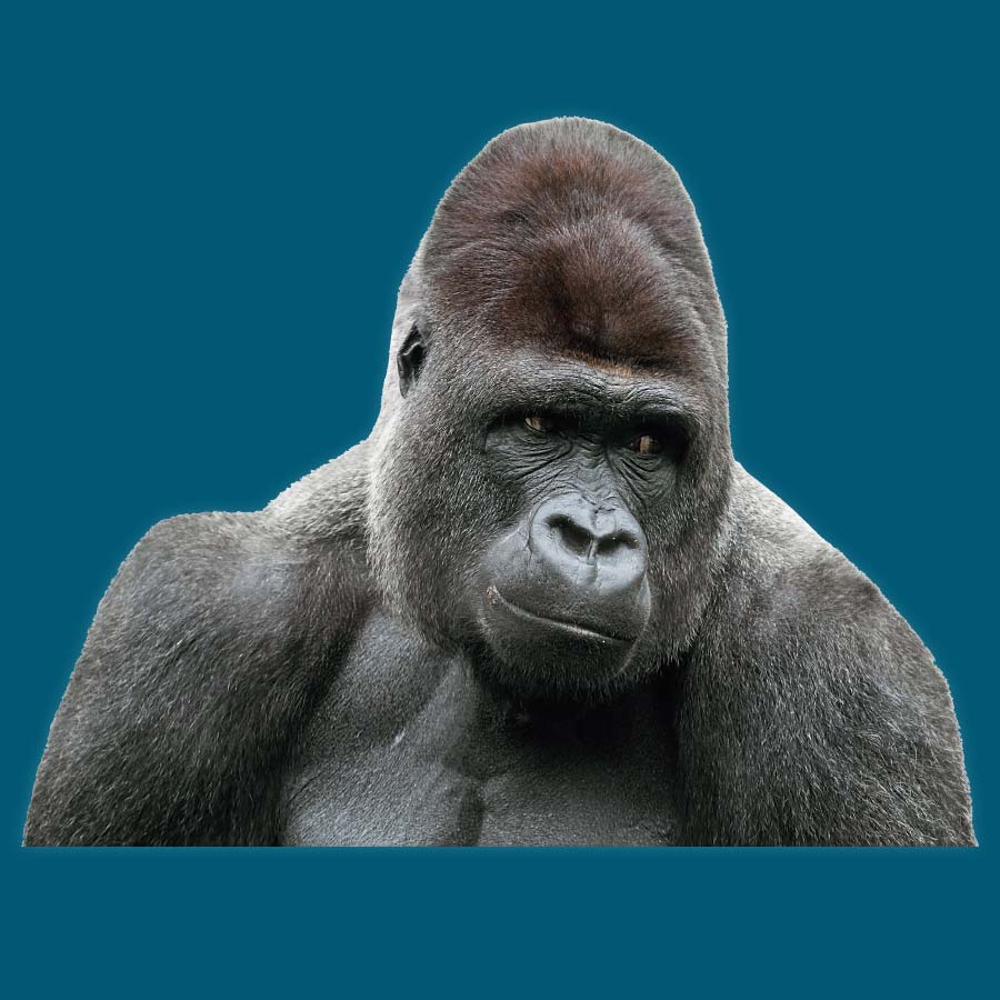 Kopf- und Brustausschnitt eines Gorillas, der nach rechts schaut auf dunkelblauem Hintergrund mit dem Spruch 'Wenn Sie starke Partner wollen, brauchen Sie CAPITAL Baustoffe' in weißer Schrift
