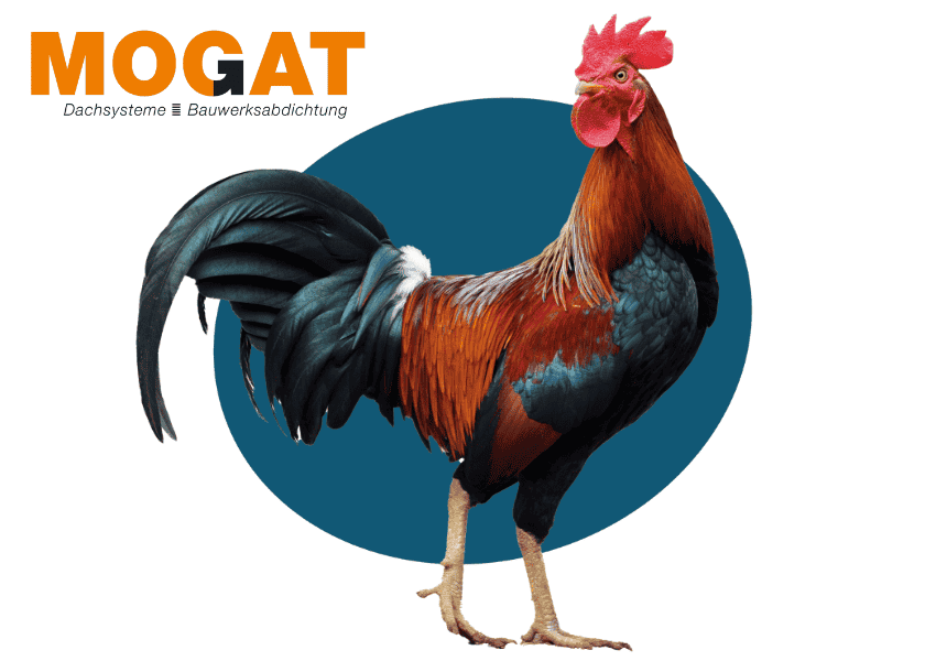 prächtiger farbenfroher Hahn steht vor einem ovalen petrolblauen Kreis, links oben ist das Logo von MOGAT abgebildet